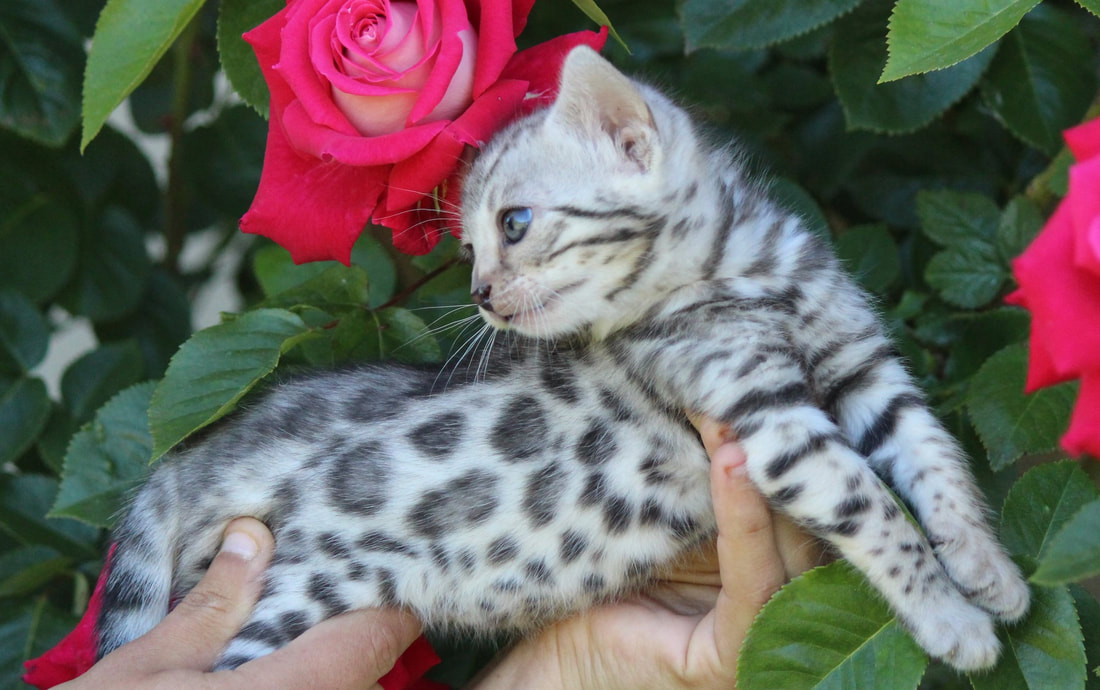  CHAT BENGAL SILVER ROSETTES RONDES