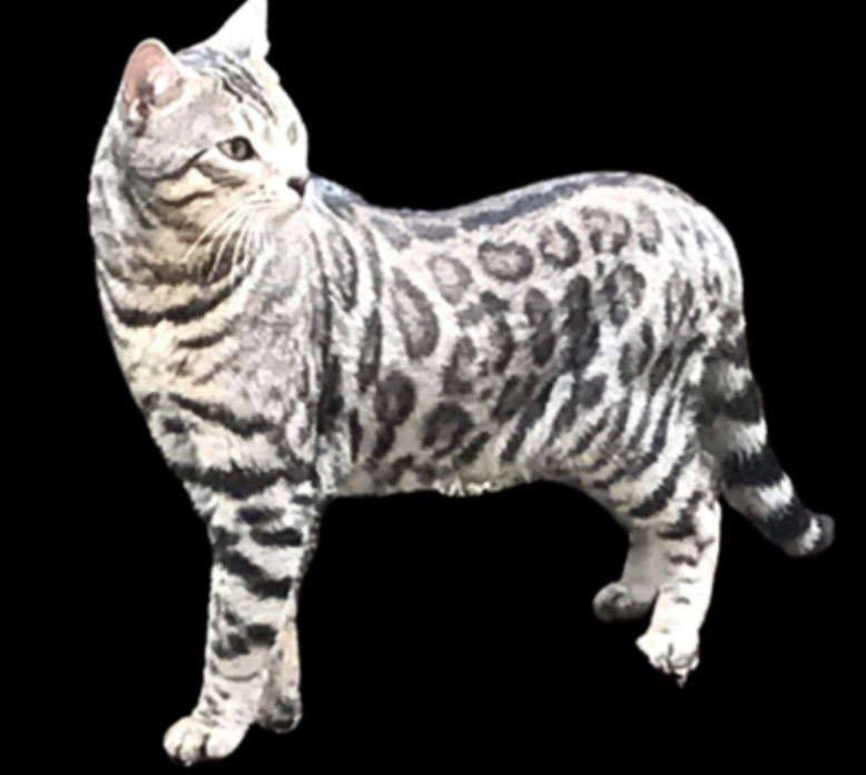 chat bengal silver champion chat bengal rosettes rondes
