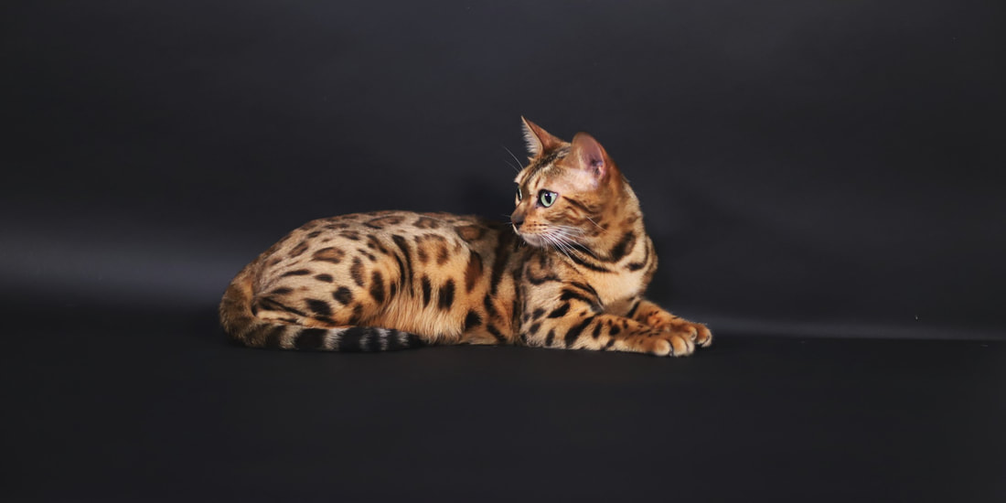 chat léopard brown profil