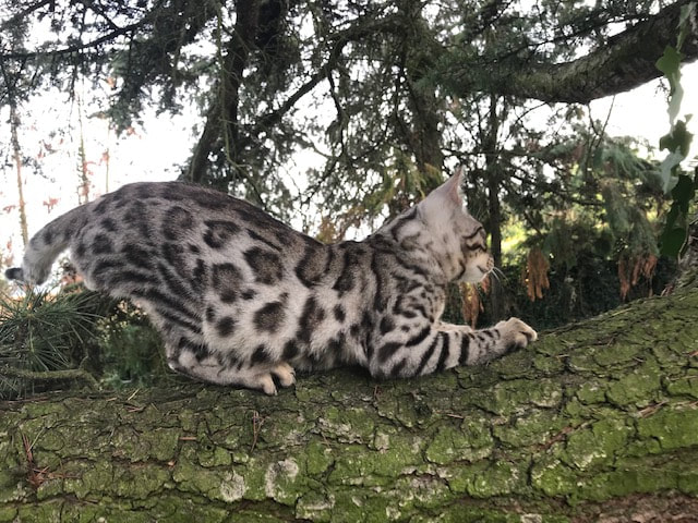 chat bengal léopard