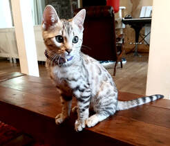chat bengal black silver rosettes rondes