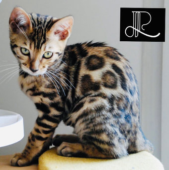 chat du bengal brown a rosetted