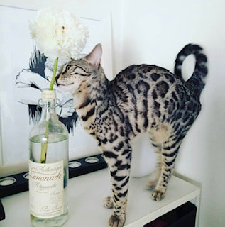 Pierre d'or Bengal - chat bengal silver rhone elevage