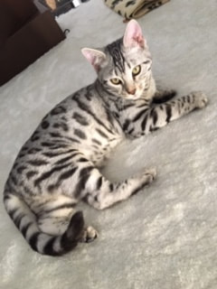 chat bengal silver rosettes rondes
