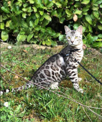 Red Bull des pierres d 'or - chat bengal silver rosetted