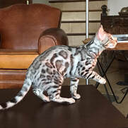 chat bengal black silver