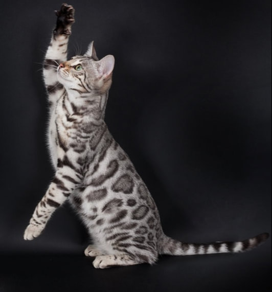 Chat bengal silver