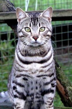 chat bengal silver chat du bengal chat léopard 