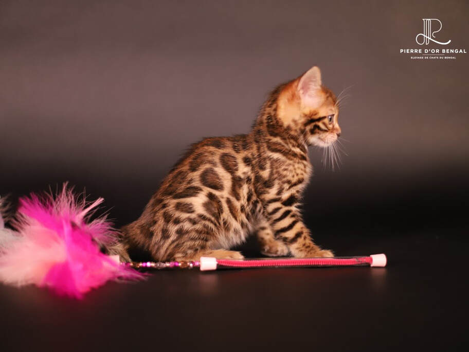 chaton bengal brown taches 