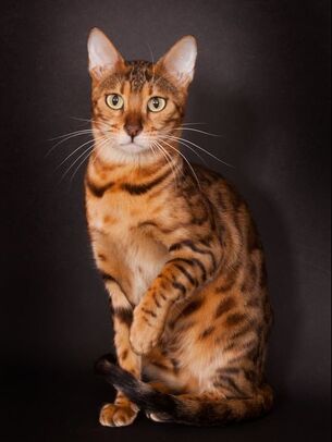 chat bengal silver