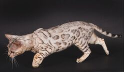 chat léopard blanc 