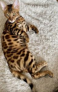 Chaton bengal brown couché
