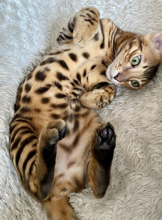 Chat bengal silver 